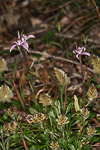 Caladenia hirta subsp. rosea