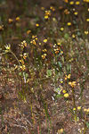 Diuris laxiflora