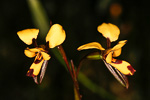 Diuris laxiflora