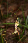 Caladenia extans