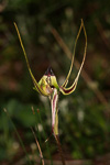 Caladenia extans