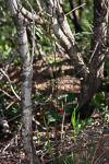 Caladenia extans