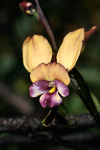 Diuris aff. pulchella