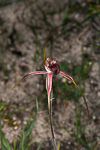 Caladenia decora