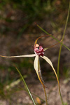 Caladenia heberleana