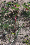 Caladenia decora