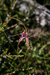 Caladenia decora