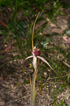 Caladenia decora x longicauda