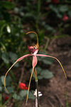 Caladenia decora