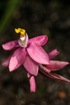 Thelymitra antennifera x macrochila