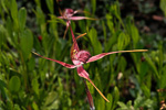 Caladenia decora