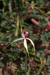Caladenia decora x longicauda