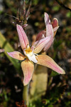 Caladenia x erminea