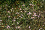 Caladenia x erminea