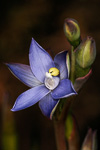 Thelymitra granitora