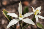 Caladenia marginata