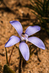 Cyanicula aff. gemmata