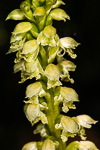 Microtis alba