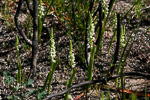 Microtis alba