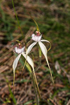Caladenia cruscula