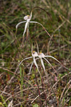 Caladenia pendens subsp. pendens