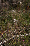 Caladenia pendens subsp. pendens