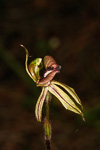 Caladenia brevisura