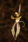 Caladenia brevisura
