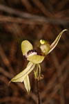 Caladenia doutchiae