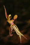 Caladenia brevisura