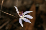 Cyanicula caerulea subsp. apertala