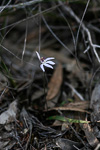Cyanicula caerulea subsp. apertala