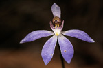 Cyanicula caerulea subsp. apertala