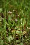 Pterostylis aff. spathulata