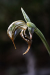 Pterostylis aff. spathulata