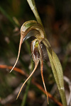 Pterostylis aff. spathulata