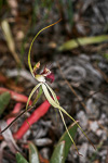 Caladenia granitora x longicauda
