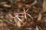 Caladenia aff. x exoleta