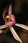 Caladenia aff. x exoleta