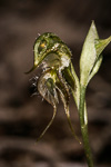 Pterostylis ciliata