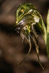 Pterostylis ciliata