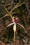 Caladenia heberleana