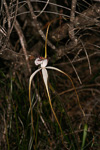 Caladenia longicauda subsp. eminens