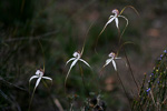 Caladenia longicauda subsp. eminens