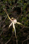 Caladenia x enigma