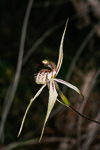 Caladenia x enigma