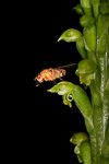 Microtis media subsp. media