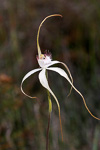Caladenia longicauda subsp crassa