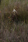 Caladenia longicauda subsp crassa