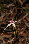 Caladenia granitora x longicauda
